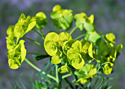 Euphorbia cyparissias, Zypressen-Wolfsmilch, Bl�tenstand