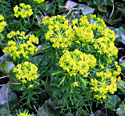 Euphorbia cyparissias, Zypressen-Wolfsmilch, Habitus