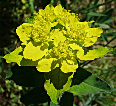 Euphorbia epithymoides, Vielfarbige Wolfsmilch, Bltenstnde
