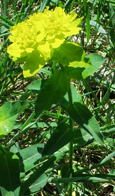 Euphorbia epithymoides, Vielfarbige Wolfsmilch, Habitus