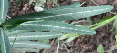 Euphorbia lathyris, Kreuzblttrige Wolfsmilch, Bltter