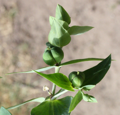 Euphorbia lathyris, Kreuzblttrige Wolfsmilch, Blten