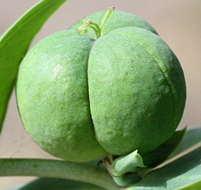 Euphorbia lathyris, Kreuzblttrige Wolfsmilch, Kapsel