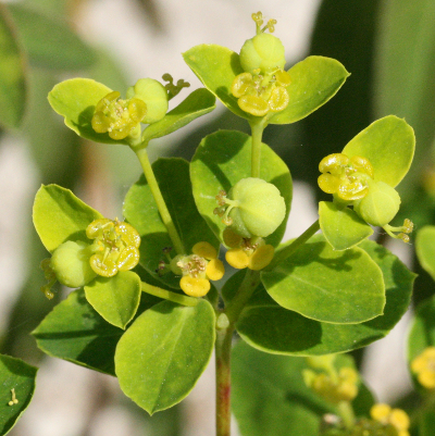 Euphorbia villosa, Zottige Wolfsmilch