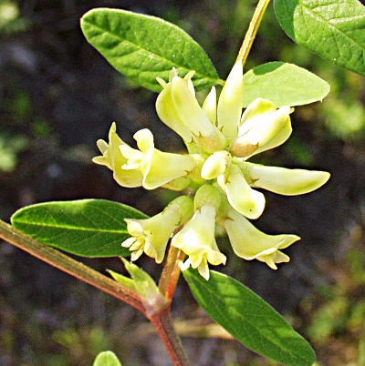 Astragalus glycophyllos, S-Tragant, Brenschote, Blten