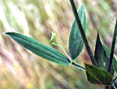 Lathyrus pratensis, Wiesen-Platterbse, Blatt