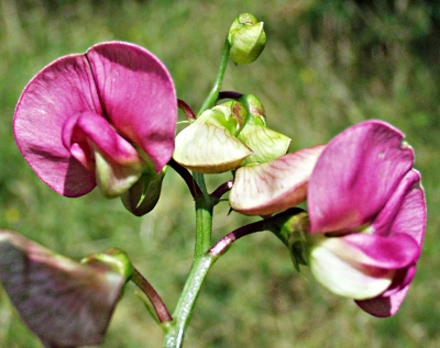 Lathyrus sylvestris, Wilde Platterbse, Blüten