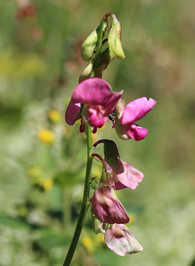 Lathyrus sylvestris, Wilde Platterbse, Blütenstand