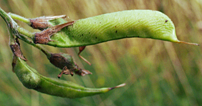 Lathyrus pratensis, Wilde Platterbse, Früchte