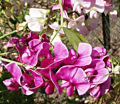 Latuyrus latifolius, Breitblättrige Platterbse