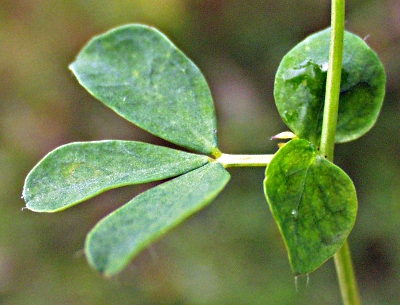 Sumpf-Hornkraut, Blatt