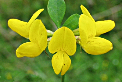 Sumpf-Hornkraut, Blten