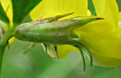 Sumpf-Hornkraut, Kelch