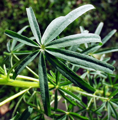 Schmalbl�ttrige Lupine, Blatt