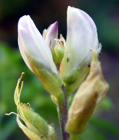 Schmalbl�ttrige Lupine, Bl�ten