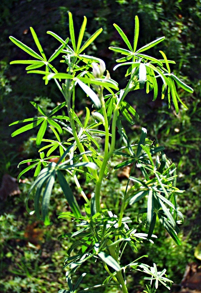 Schmalbl�ttrige Lupine