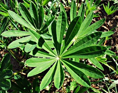 Vielbl�ttrige Lupine, Bl�tter