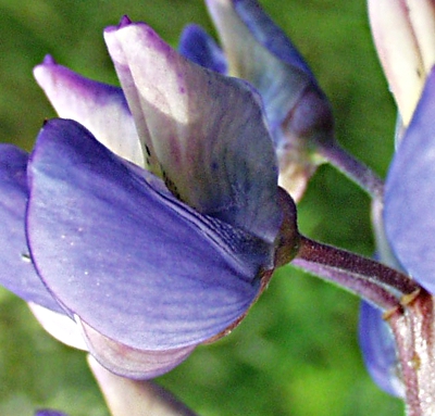 Vielbl�ttrige Lupine, Bl�te