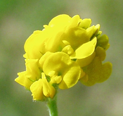 Hopfenklee, Bl�tenstand