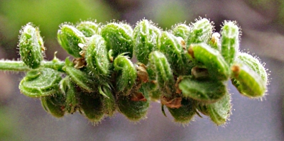 Hopfenklee, Fruchtstand