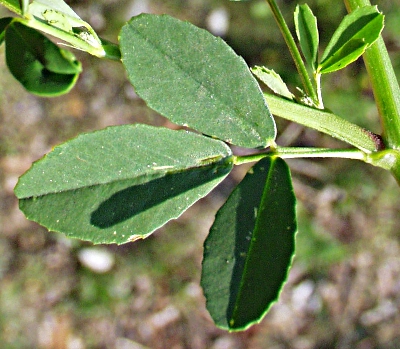 Wei�er Steinklee, Blatt