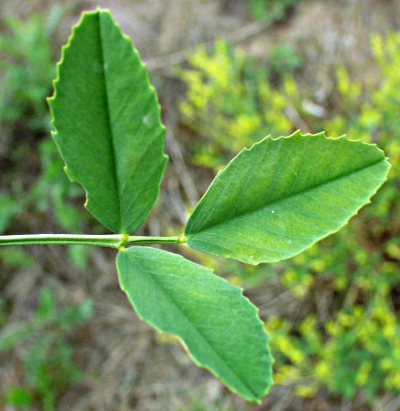 Gelber Steinklee, Blatt