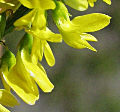 Gelber Steinklee, Bl�ten