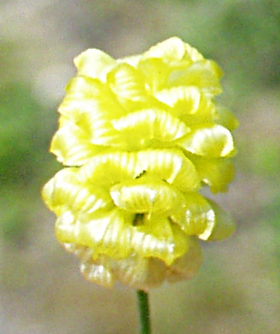 Feld-Klee, Bl�tenstand