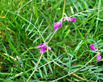 Schmalbl�ttrige Wicke