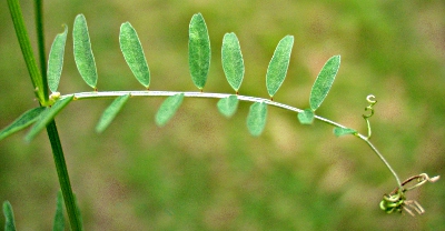 Rauhaarige Wicke, Blatt