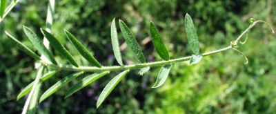 Zottige Wicke, Blatt