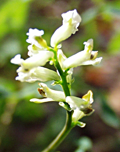 Ceratocapnos claviculata, Europäischer Rankenlerchensporn, Blütenstand