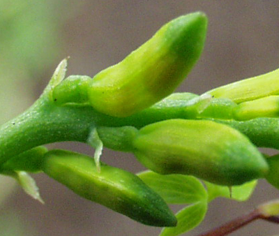 Ceratocapnos claviculata, Europischer Rankenlerchensporn, Frchte