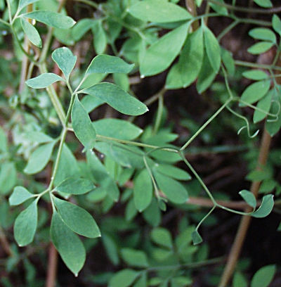 Ceratocapnos claviculata, Europischer Rankenlerchensporn, Ranken