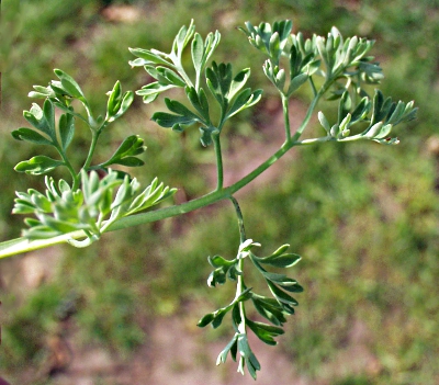 Gew�hnlicher Erdrauch, Blatt