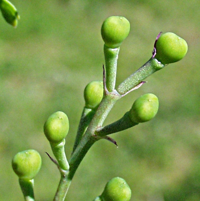 Gew�hnlicher Erdrauch, Fr�chte