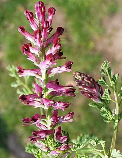 Fumaria officinalis, Gewhnlicher Erdrauch