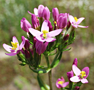 Centaurium erythraea, Echtes Tausendg�ldenkraut