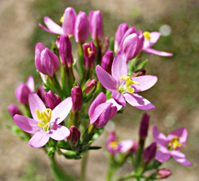 Centaurium erythrea, Echtes Tausendgldenkraut, Bltenstand