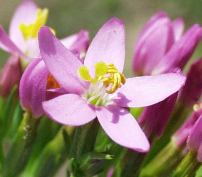 Centaurium erythrea, Echtes Tausendgüldenkraut