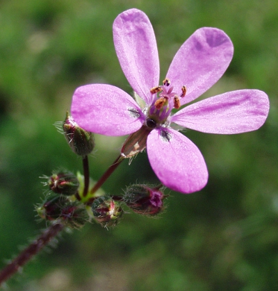 Erodium cicutarium, Gew�hnlicher Reiherschnabel, Bl�te