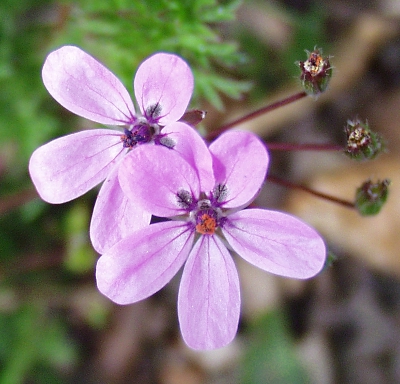 Erodium Cicutarium, Gew�hnlicher Reihreschnabel, Bl�ten