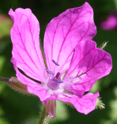 Erodium manescavii, Pyren�en-Reiherschnabel