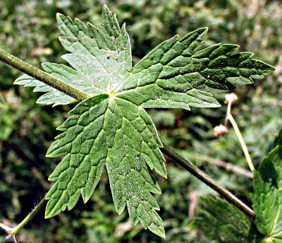 Brauner Storchschnabel, Blatt
