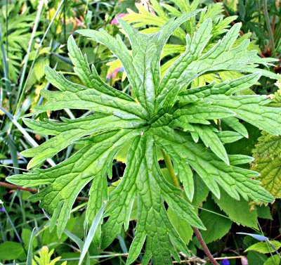 Wiesen-Storchschnabel, Blatt