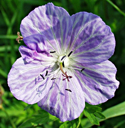 Wiesen-Storchschnabel, Bl�te