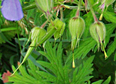 Wiesen-Storchschnabel, Fr�chte