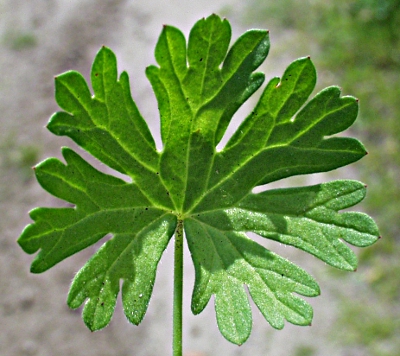 Kleiner Storchschnabel, Blatt