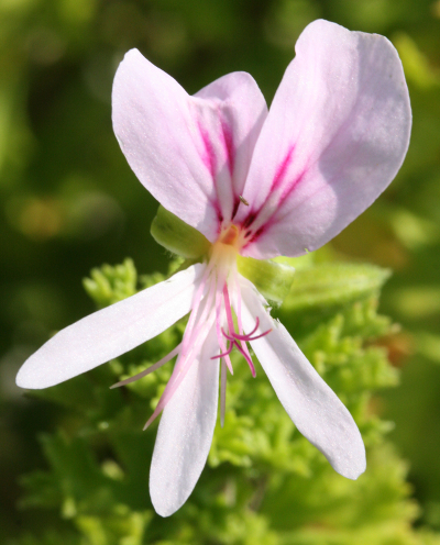 Pelargonium hermanniifolium