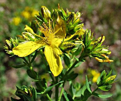 Hypericum perforatum, Gewöhnliches Johanniskraut, Blütenstand